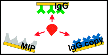 Graphical abstract: Comparing biomimetic and biological receptors for insulin sensing