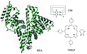 Graphical abstract: Greatly enhanced binding of a cationic porphyrin towards bovine serum albumin by cucurbit[8]uril