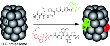 Graphical abstract: A panel of subunit-selective activity-based proteasome probes