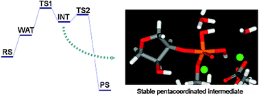 Graphical abstract: Atomistic details of the associative phosphodiester cleavage in human ribonuclease H