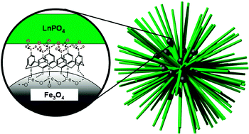 Graphical abstract: Green light-emitting LaPO4 : Ce3+:Tb3+ koosh nanoballs assembled by p-sulfonato-calix[6]arene coated superparamagnetic Fe3O4