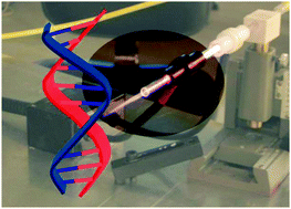 Graphical abstract: DNA strand scission induced by a non-thermal atmospheric pressure plasma jet