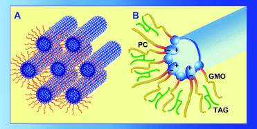 Graphical abstract: Crystallization of cyclosporin A in lyotropic reverse hexagonal liquid crystals