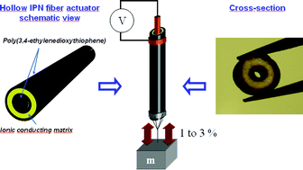 Graphical abstract: Conducting polymer artificial muscle fibres: toward an open air linear actuation