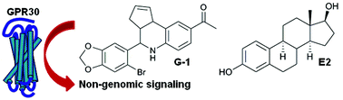 Graphical abstract: Highly efficient synthesis and characterization of the GPR30-selective agonist G-1 and related tetrahydroquinoline analogs