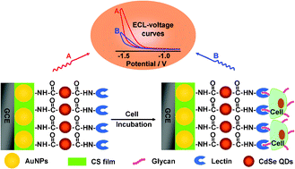 Graphical abstract: Cytosensing and dynamic monitoring of cell surface carbohydrate expression by electrochemiluminescence of quantum dots