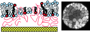 Graphical abstract: Compartmentalizing a lipid bilayer by tuning lateral stress in a physisorbed polymer-tethered membrane