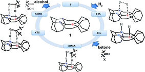 Graphical abstract: Catalytic metal-free ketone hydrogenation: a computational experiment