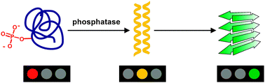 Graphical abstract: Enzymatically triggered amyloid formation: an approach for studying peptide aggregation