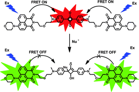 Graphical abstract: Switching off FRET by analyte-induced decomposition of squaraine energy acceptor: A concept to transform ‘turn off’ chemodosimeter into ratiometric sensors