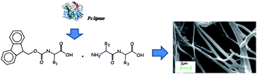 Graphical abstract: Lipase-supported synthesis of peptidic hydrogels