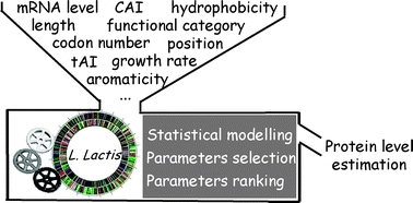 Graphical abstract: Linear covariance models to examine the determinants of protein levels in Lactococcus lactis