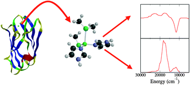 Graphical abstract: Modelling the spectroscopy and dynamics of plastocyanin