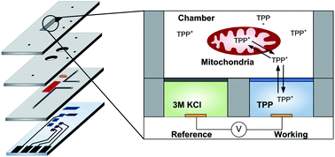 Graphical abstract: Assessment of mitochondrial membrane potential using an on-chip microelectrode in a microfluidic device