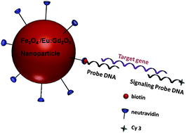 Graphical abstract: Quantitative gene monitoring of microbial tetracycline resistance using magnetic luminescent nanoparticles