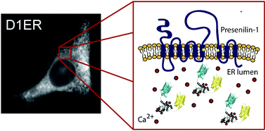 Graphical abstract: Using a genetically targeted sensor to investigate the role of presenilin-1 in ER Ca2+ levels and dynamics
