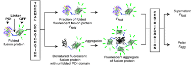 Graphical abstract: Quantitative determination of protein stability and ligand binding using a green fluorescent protein reporter system