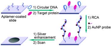Graphical abstract: A facile scanometric strategy for ultrasensitive detection of protein using aptamer-initiated rolling circle amplification