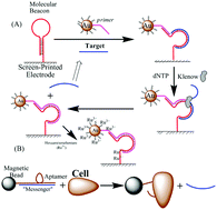 Graphical abstract: Detection of DNA and indirect detection of tumor cells based on circular strand-replacement DNA polymerization on electrode