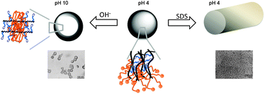 Graphical abstract: Facile control of the self-assembled structures of polylysines having pendent mannose groups via pH and surfactant