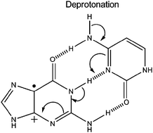 Graphical abstract: DFT calculations on the deprotonation site of the one-electron oxidised guanine–cytosine base pair