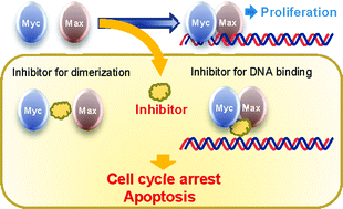 Graphical abstract: Small-molecule inhibitors of c-Myc transcriptional factor suppress proliferation and induce apoptosis of promyelocytic leukemia cell via cell cycle arrest