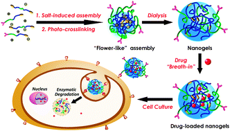 Graphical abstract: Engineering nanoscopic hydrogels via photo-crosslinking salt-induced polymer assembly for targeted drug delivery