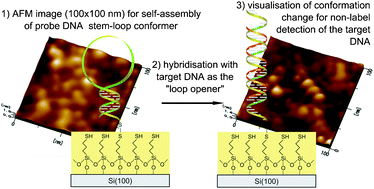 Graphical abstract: Label-free DNA detection platform based on atomic force microscopy visualisation: characterising the molecular-recognition-triggered conformational changes of an immobilised receptor oligonucleotide probe