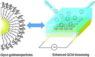 Graphical abstract: Multivalent recognition of lectins by glyconanoparticle systems