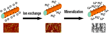 Graphical abstract: Hybrid bioinorganic insulin amyloid fibrils