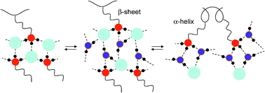 Graphical abstract: Effects of hydration on the acid–base interactions and secondary structures of poly-l-lysine probed by 15N and 13C solid state NMR