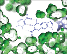 Graphical abstract: Toward a designed genetic system with biochemical function: polymerase synthesis of single and multiple size-expanded DNA base pairs