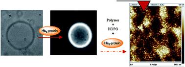 Graphical abstract: Protein decorated membranes by specific molecular interactions