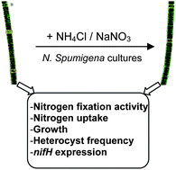 Graphical abstract: Variability in the response of the cyanobacterium Nodularia spumigena to nitrogen supplementation