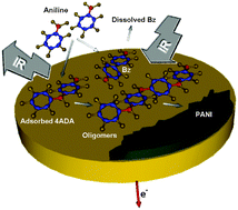 Graphical abstract: Spectroscopic evidence for intermediate species formed during aniline polymerization and polyaniline degradation