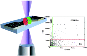 Graphical abstract: High speed digital protein interaction analysis using microfluidic single molecule detection system