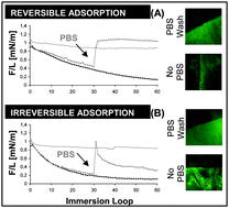 Graphical abstract: The dynamics, kinetics and reversibility of protein adsorption onto the surface of biodegradable materials