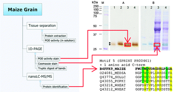 Graphical abstract: Activity-directed identification of maize kernel peroxidases associated with postharvest insect resistance