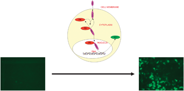 Graphical abstract: Using the Tet-On system to develop a procedure for extracting transcription factor activation dynamics