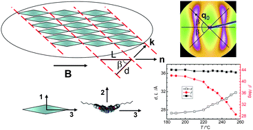 Graphical abstract: Insights into the cybotactic nematic phase of bent-core molecules