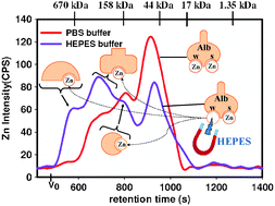 Graphical abstract: Remarkable effect of mobile phase buffer on the SEC-ICP-AES derived Cu, Fe and Zn-metalloproteome pattern of rabbit blood plasma