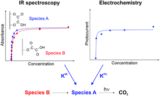 Graphical abstract: Oxalic acid photooxidation on rutile nanowire electrodes