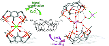 Graphical abstract: Tetraphosphonate cavitands: interplay between metal coordination and H-bonding in the formation of dimeric capsules