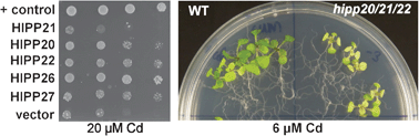 Graphical abstract: Metallochaperone-like genes in Arabidopsis thaliana