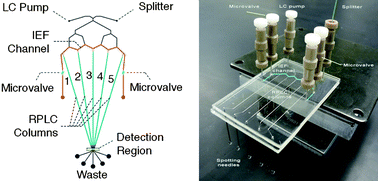 Graphical abstract: Mixed-mode electrokinetic and chromatographic peptide separations in a microvalve-integrated polymer chip