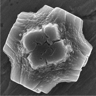 Graphical abstract: Prussian blue mesocrystals: an example of self-construction