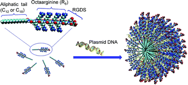 Graphical abstract: Amphiphilic cationic lipopeptides with RGD sequences as gene vectors