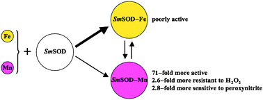 Graphical abstract: Regulation of the properties of superoxide dismutase from the dental pathogenic microorganism Streptococcus mutans by iron- and manganese-bound co-factor