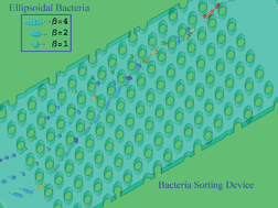 Graphical abstract: A new method for simulating the motion of individual ellipsoidal bacteria in microfluidic devices