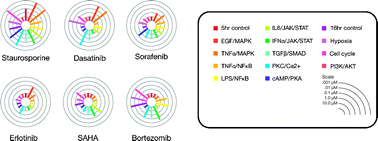 Graphical abstract: Multi-pathway cellular analysis of compound selectivity